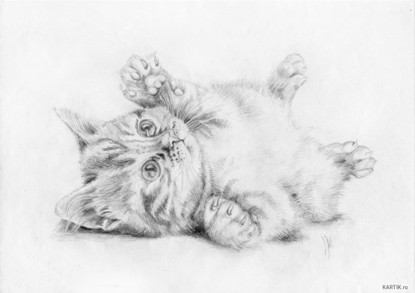 Рисунок котёнка карандашом для срисовки