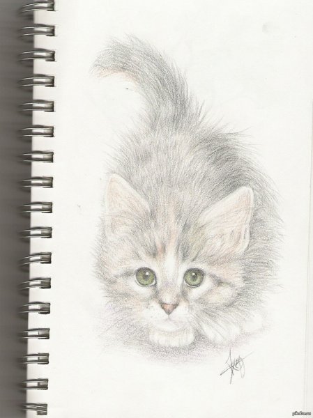 Рисунки котов карандашом
