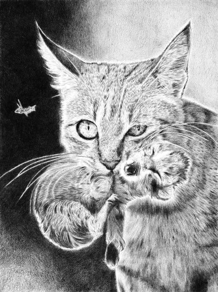 Коты рисовать карандашом