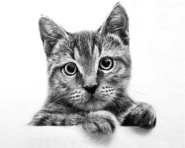 Кошка рисунок карандашом