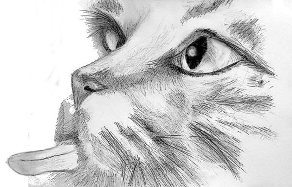 Рисунки животных карандашом легкие