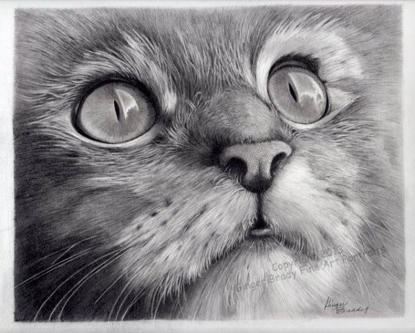 Портрет кота карандашом