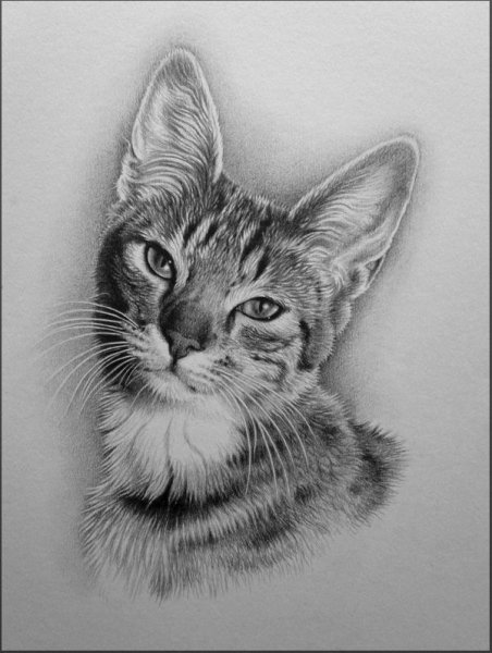 Графика животные карандашом