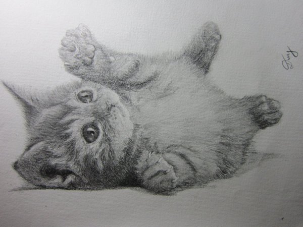 Милые котята карандашом