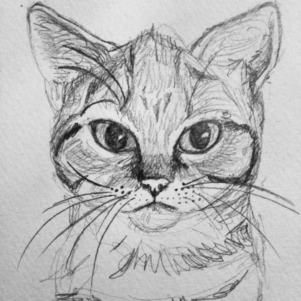 Кот карандашом