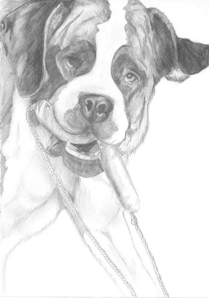 Нарисовать собаку карандашом