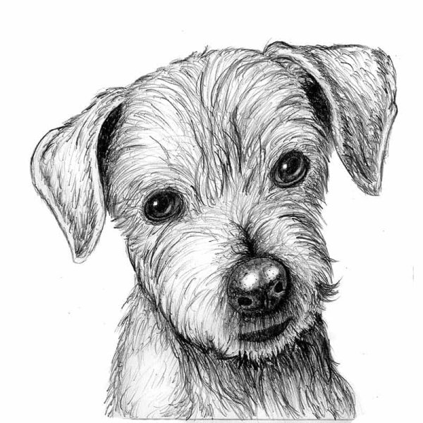 Собака карандашом