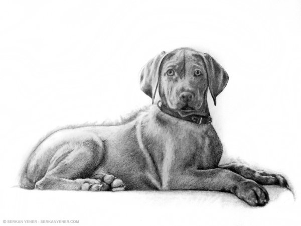 Собаки Графика карандашом