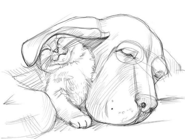 Наброски кошек и собак