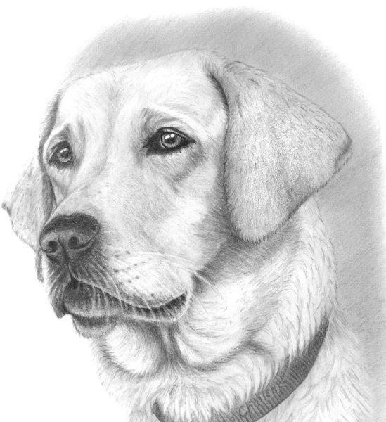 Карандашный рисунок собаки