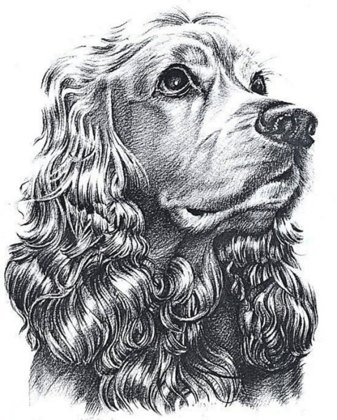 Русский охотничий спаниель