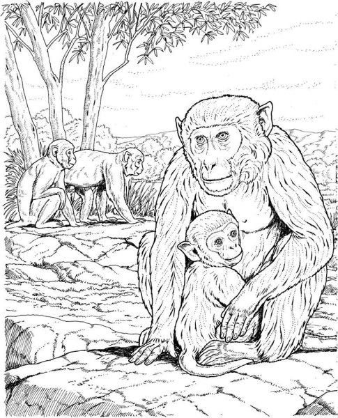 Дикая обезьяна раскраска