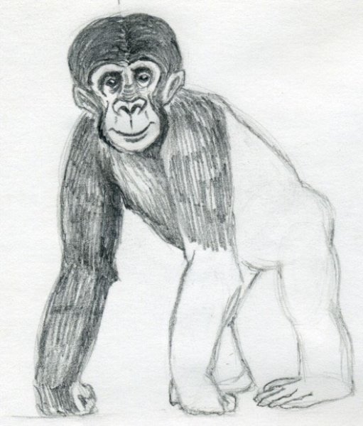 Легкие обезьяны