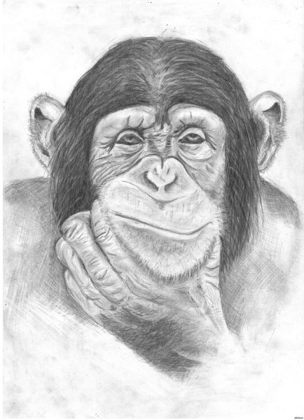 Обезьяна карандашом