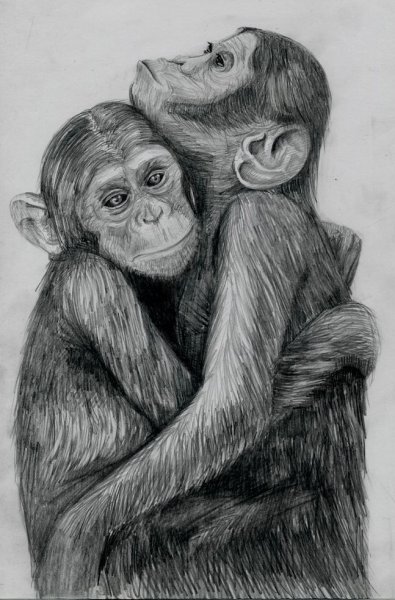 Шимпанзе карандашом