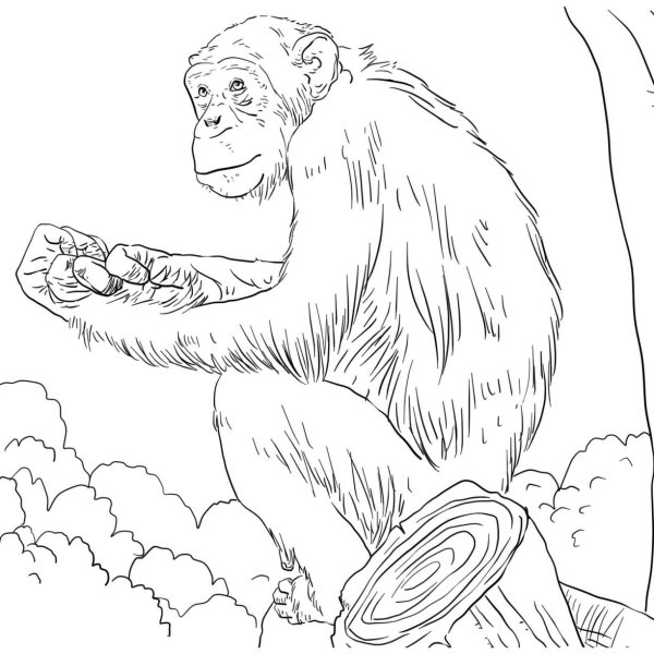 Раскраска мама обезьяна