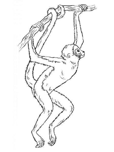 Раскраска обезьяны Коаты
