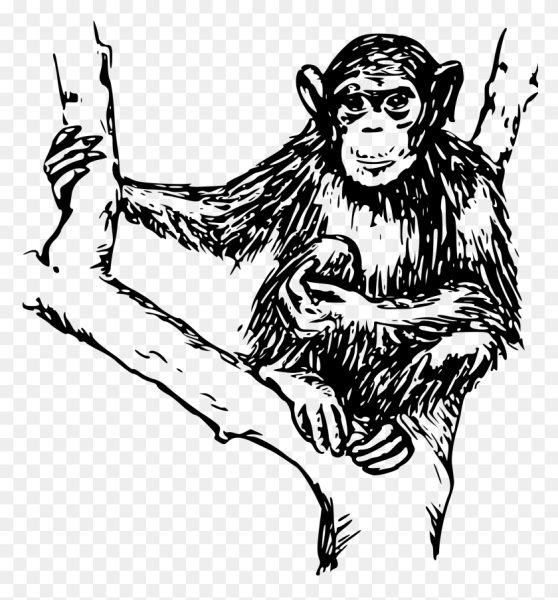 Графические изображения обезьян