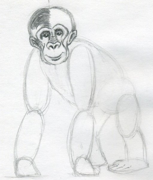 Обезьяна для срисовки поэтапно