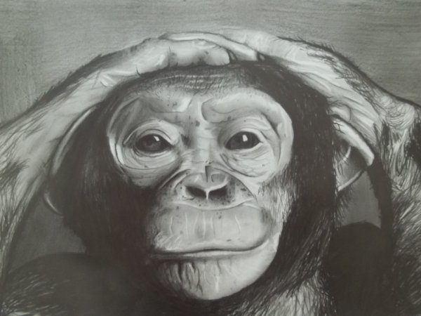 Обезьяна рисунок карандашом