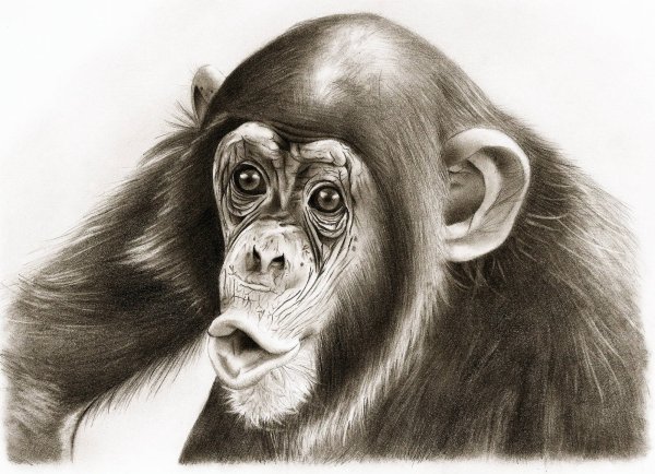 Обезьяна цветными карандашами