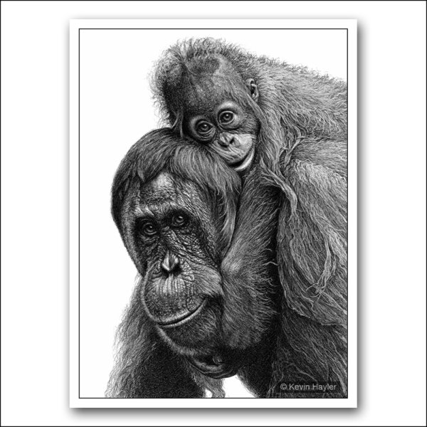 Обезьяна рисунок карандашом