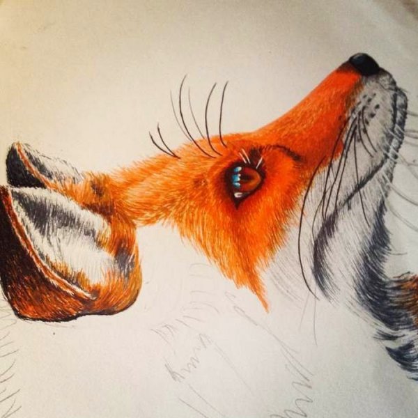 Морды Лис для рисования