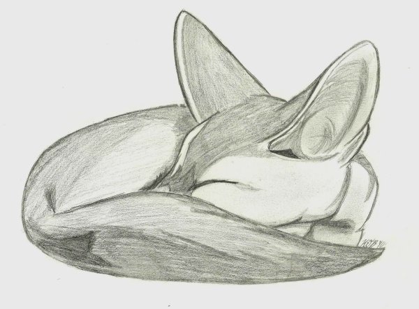 Фенек карандашом