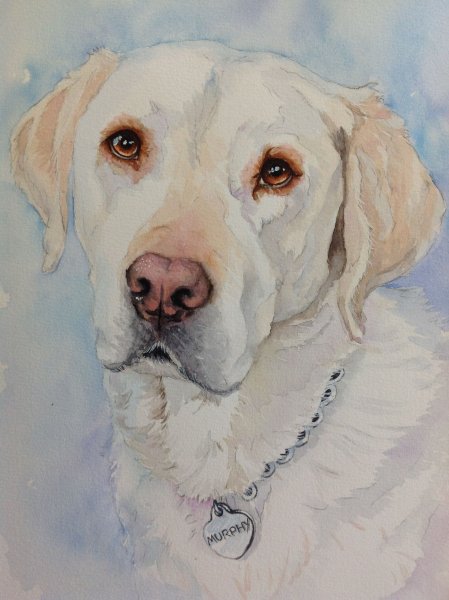 Лабрадор ретривер акварель