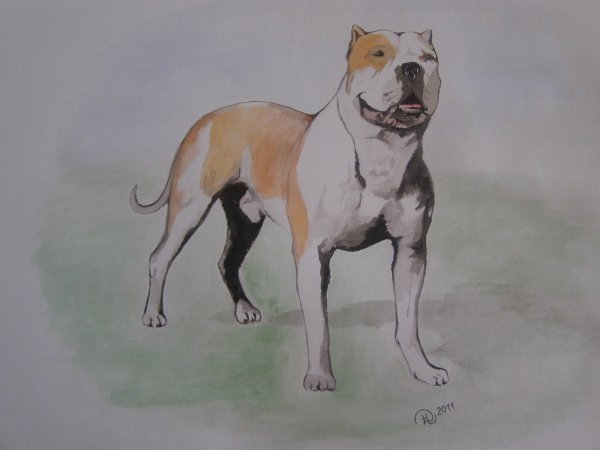 Поэтапное рисование собаки гуашью