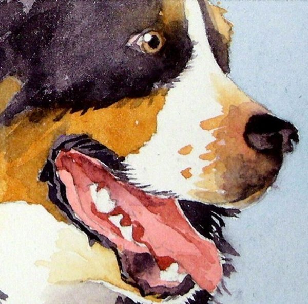 Собака акварелью для начинающих