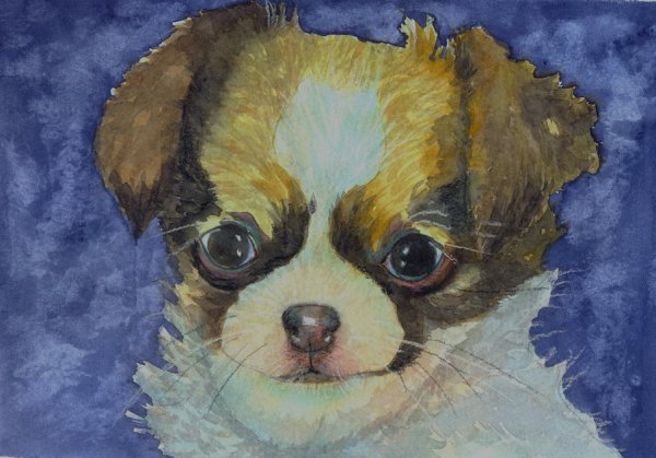 Шпиц гуашью