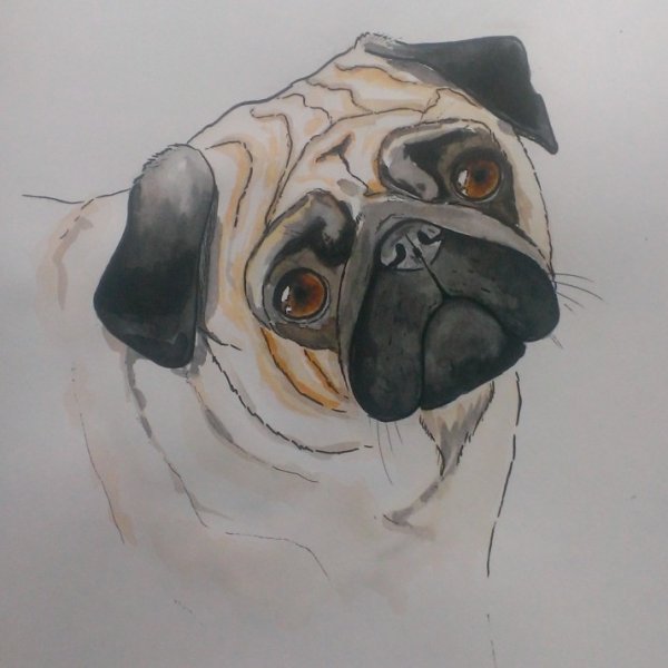 Мопс акварелью