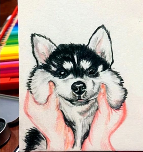 Рисунки для срисовки хаски милые