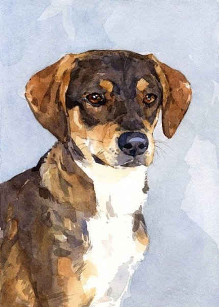 Собака акварелью