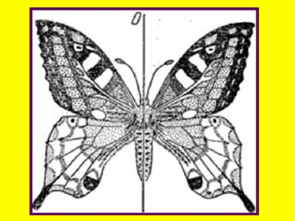 Симметричные фигуры животных