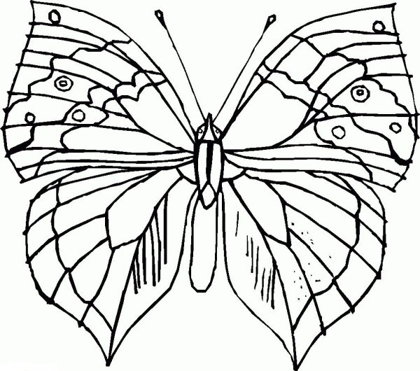 Симметричная бабочка раскраска