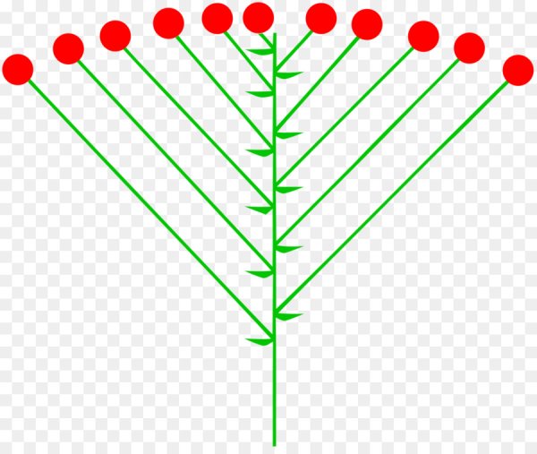 Схема соцветия щиток простой