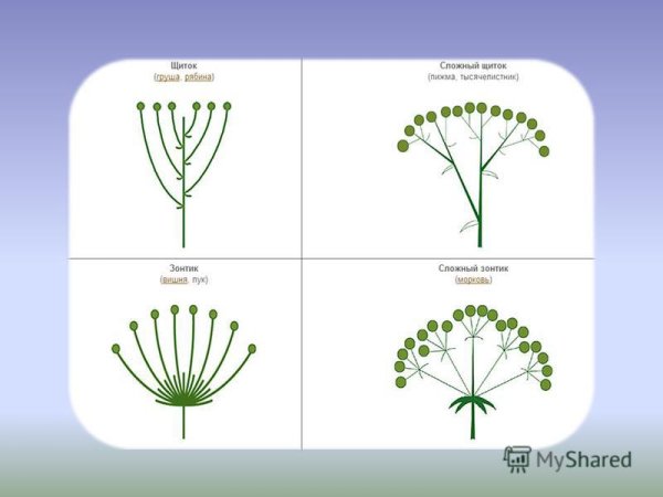 Пижма соцветие сложный щиток