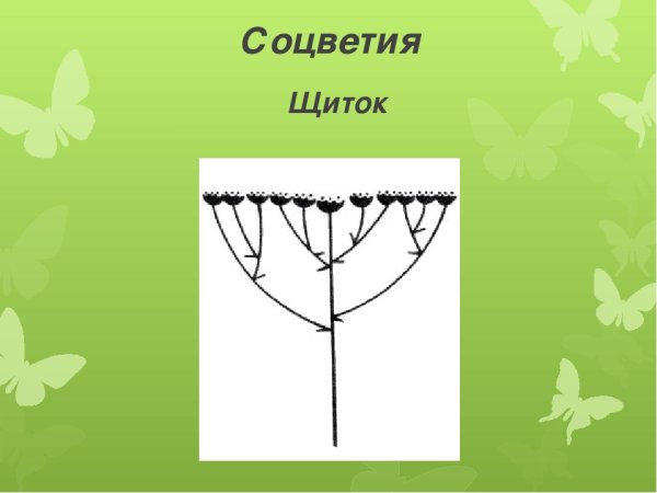 Соцветие щиток