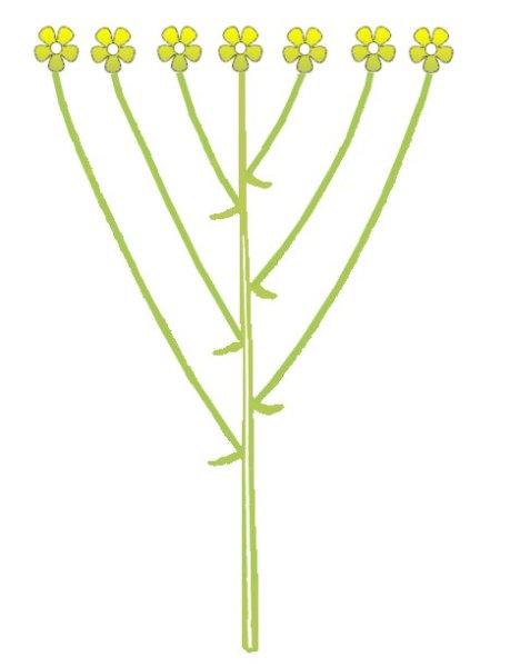 Соцветие многоцветковый щиток