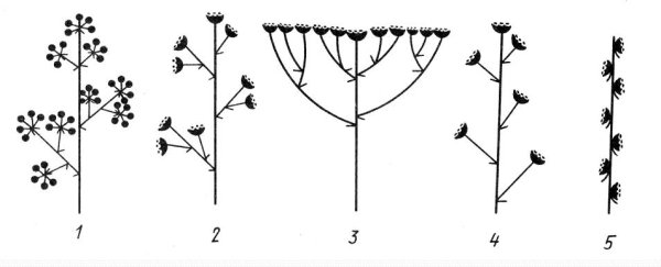 Щитковидная метелка соцветие