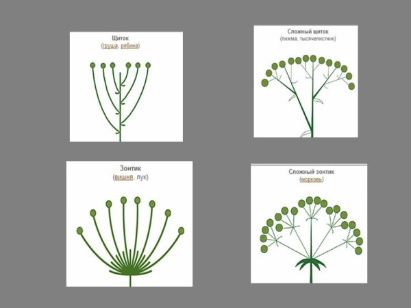 Щиток и сложный зонтик