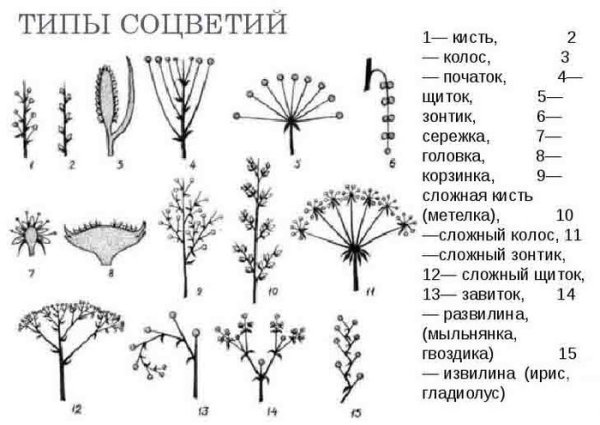 Кистевидная корзинка соцветие
