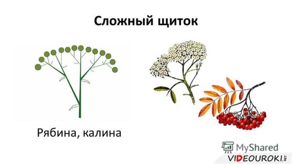 Сложные соцветия сложный щиток