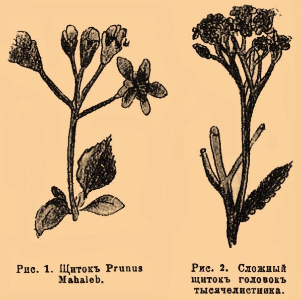 Соцветие многоцветковый щиток