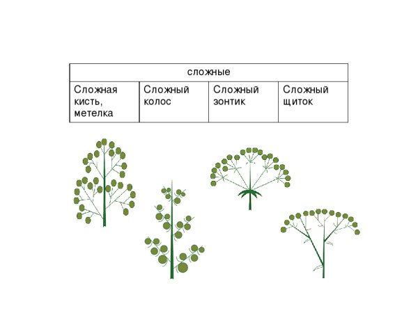 Соцветие метелка схема