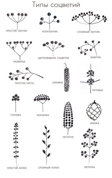 Соцветие дихазий