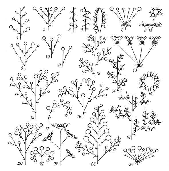 Соцветие дихазий