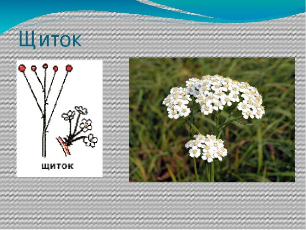 Простое соцветие кисть